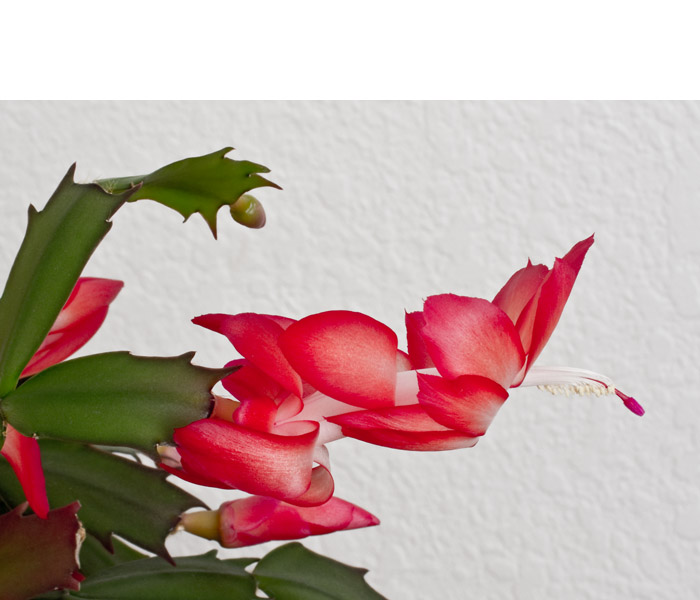 Christmas Cactus