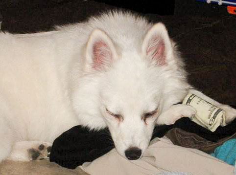 money_hound.jpg