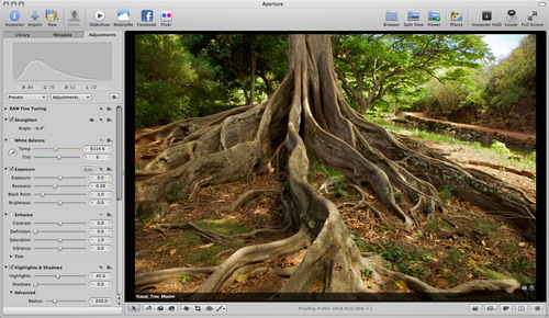 Original Tree Image from Kauai