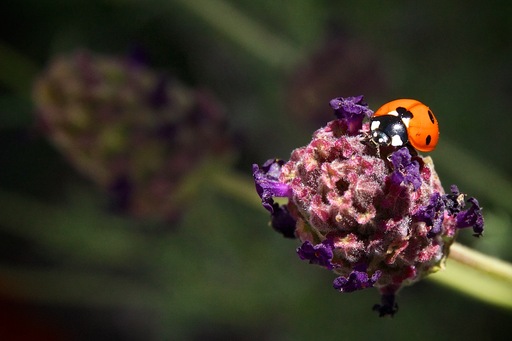 Lady Bug on Lavender Sigma 17-70mm Zoom Macro Mode