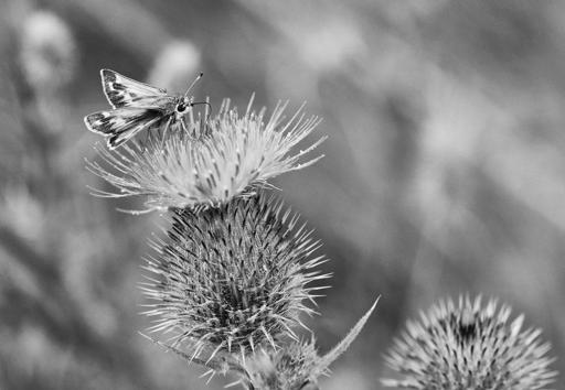 P8203873-BW-Tomales.jpg